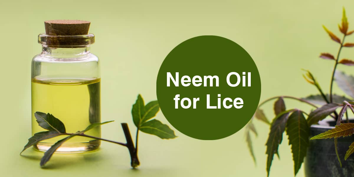 neem-oil-for-lice-how-neem-oil-helps-in-lice-infestation-dr