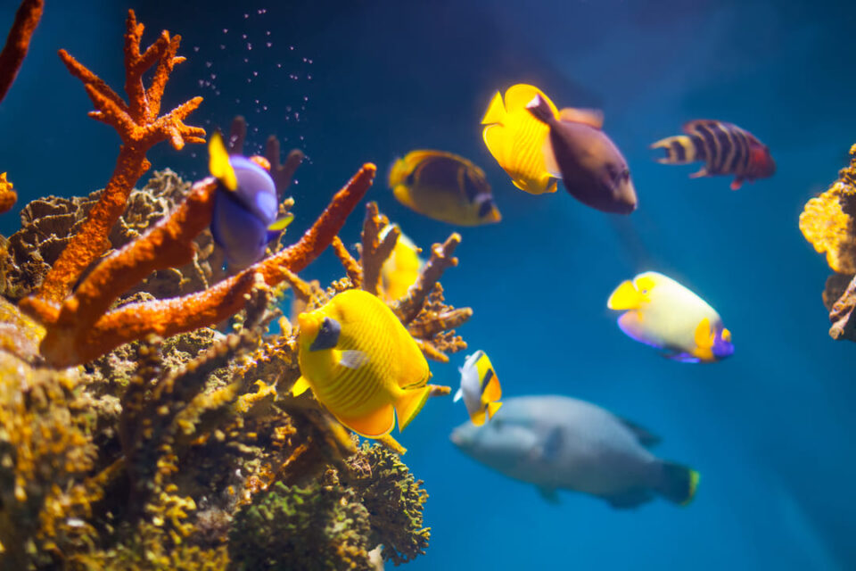 Do aquariums improve mental health?